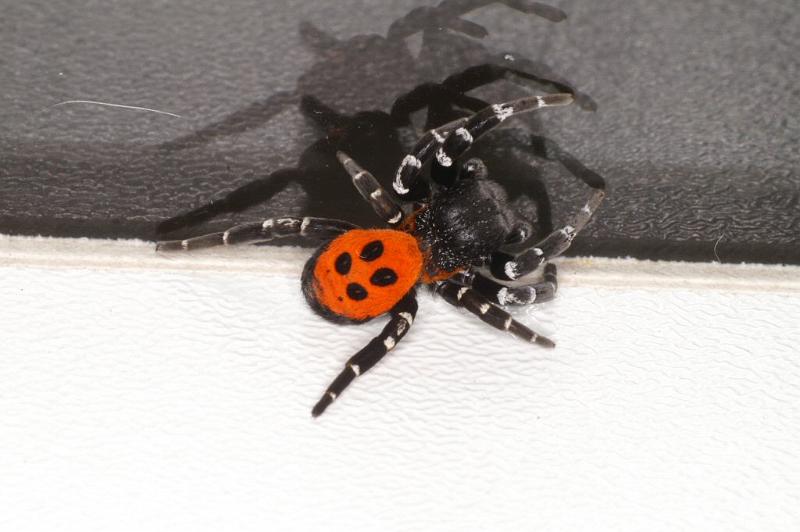 Eresus_sandaliatus_D3043_Z_89_NP De Hoge Veluwe_Nederland.jpg
